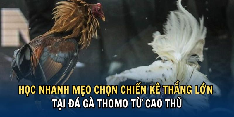 Các mẹo lựa chọn kèo đá gà thomo chuẩn xác