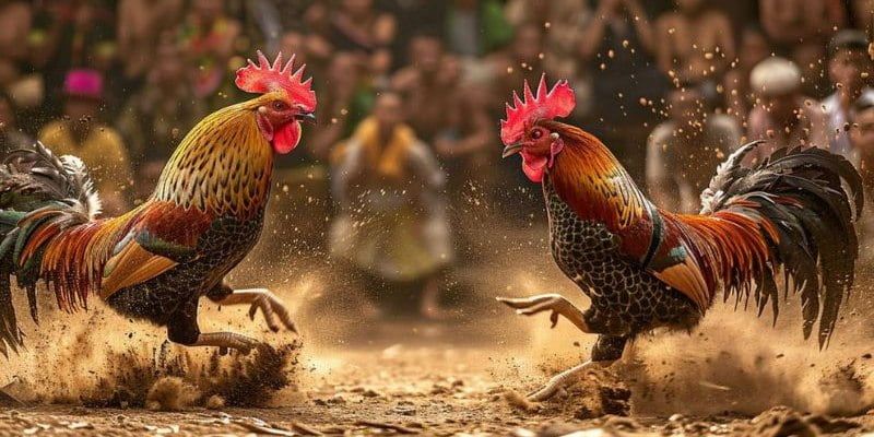 Những lợi thế khi chọn đá gà thomo